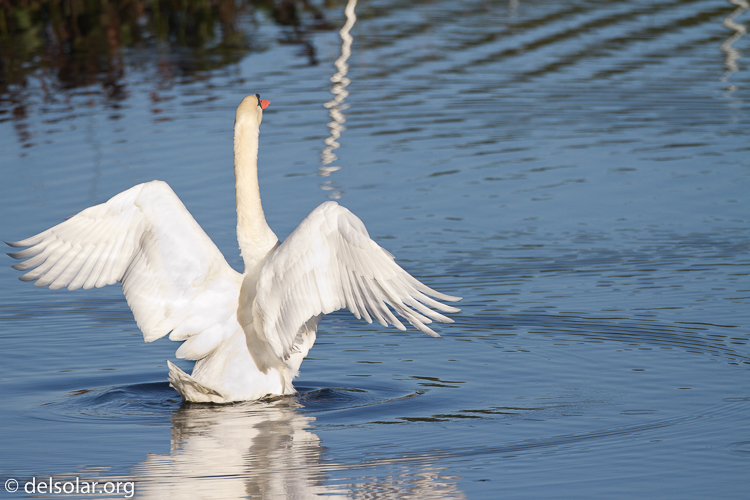 Canon EOS 7D  --  500 mm  --  EF500mm f/4L IS USM  