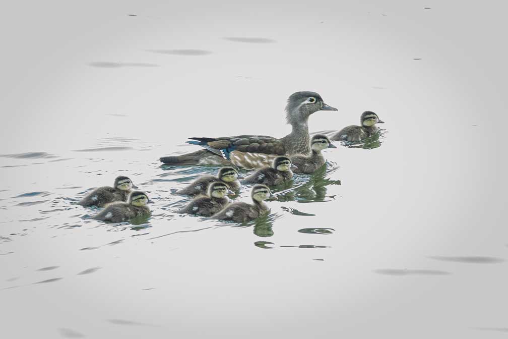 ILCE-1  --  FE 400-800mm F6.3-8 G OSS -- 1/80 sec at f / 9.0 -- ISO 10000 -- 0 EV -- 