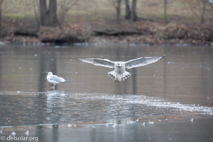 Canon EOS 5D Mark III  --  400 mm  --  EF100-400mm f/4.5-5.6L IS II USM  