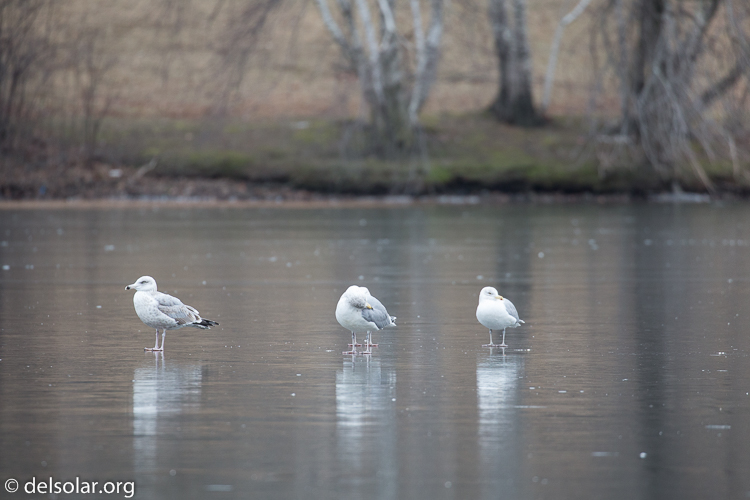 Canon EOS 5D Mark III  --  400 mm  --  EF100-400mm f/4.5-5.6L IS II USM  