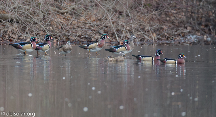 Canon EOS 5D Mark III  --  300 mm  --  EF100-400mm f/4.5-5.6L IS II USM  