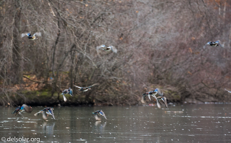 Canon EOS 5D Mark III  --  248 mm  --  EF100-400mm f/4.5-5.6L IS II USM  