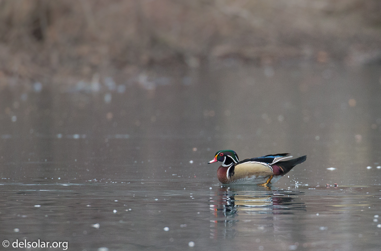 Canon EOS 5D Mark III  --  371 mm  --  EF100-400mm f/4.5-5.6L IS II USM  