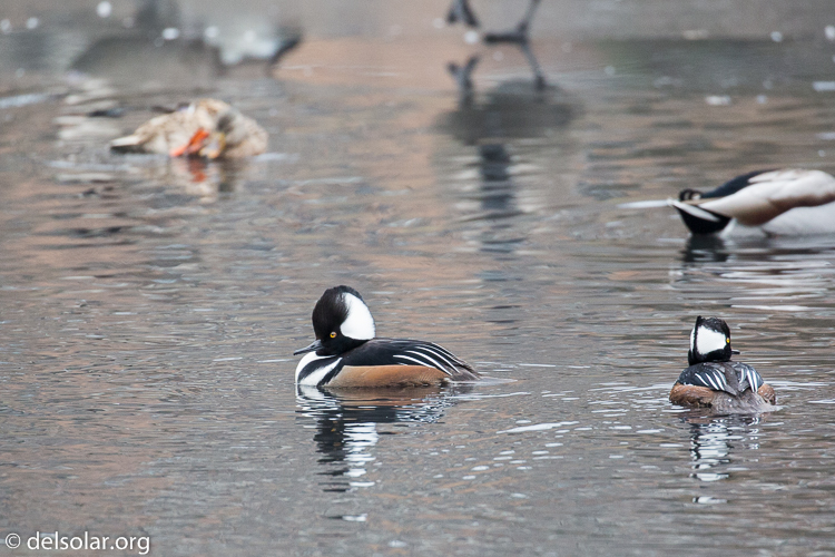 Canon EOS 5D Mark III  --  400 mm  --  EF100-400mm f/4.5-5.6L IS II USM  