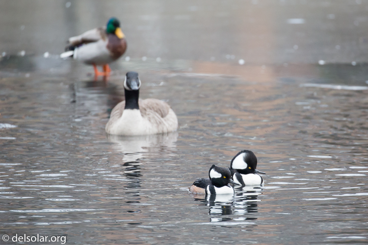 Canon EOS 5D Mark III  --  400 mm  --  EF100-400mm f/4.5-5.6L IS II USM  