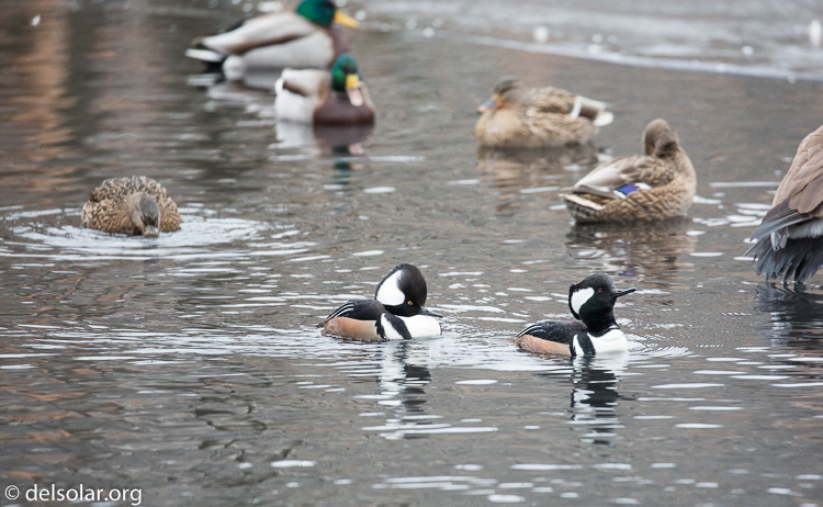 Canon EOS 5D Mark III  --  400 mm  --  EF100-400mm f/4.5-5.6L IS II USM  