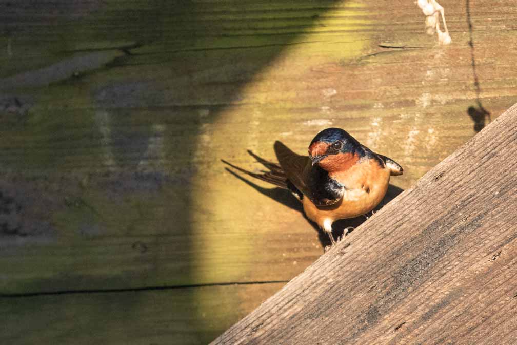 Canon EOS 7D Mark II  --  EF600mm f/4L IS II USM -- 1/2000 sec at f / 5.0 -- ISO 1600 -- 0 EV -- 