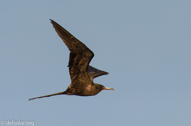 Canon EOS 7D  --  400 mm  --  EF100-400mm f/4.5-5.6L IS II USM  