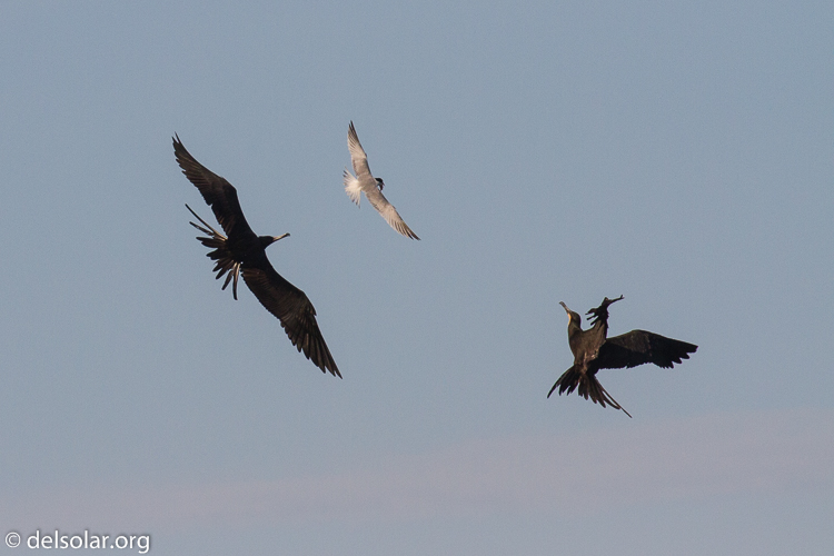 Canon EOS 7D  --  400 mm  --  EF100-400mm f/4.5-5.6L IS II USM  