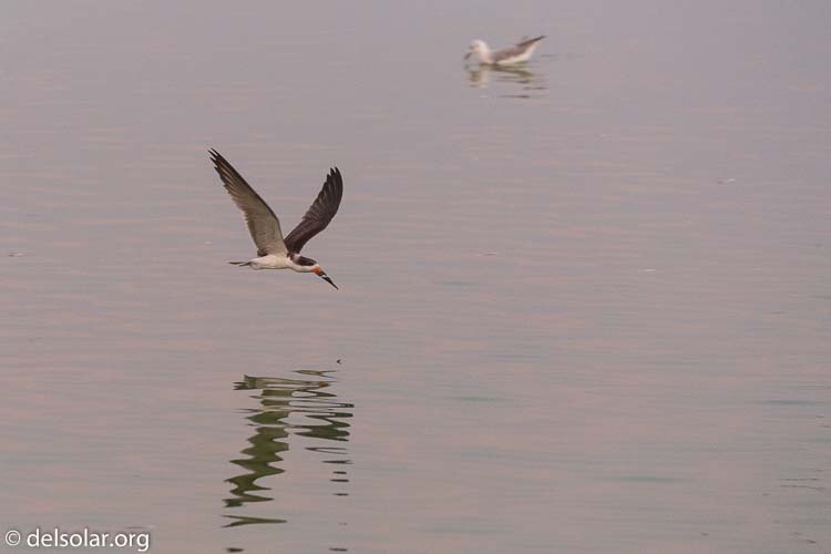 Canon EOS 5D Mark III  --  271 mm  --  EF100-400mm f/4.5-5.6L IS II USM  