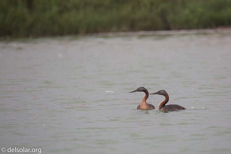 Canon EOS 5D Mark III  --  400 mm  --  EF100-400mm f/4.5-5.6L IS II USM  