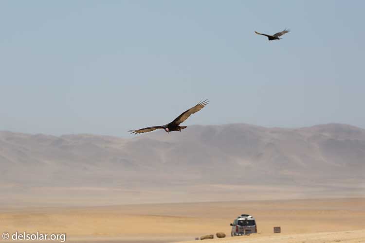 Canon EOS 5D Mark III  --  188 mm  --  EF100-400mm f/4.5-5.6L IS II USM  