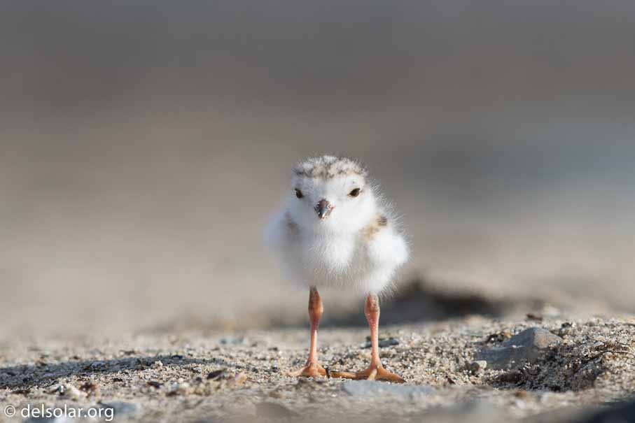 Canon EOS 7D Mark II  --  EF600mm f/4L IS II USM -- 1/800 sec at f / 7.1 -- ISO 200 -- 2/3 EV -- 