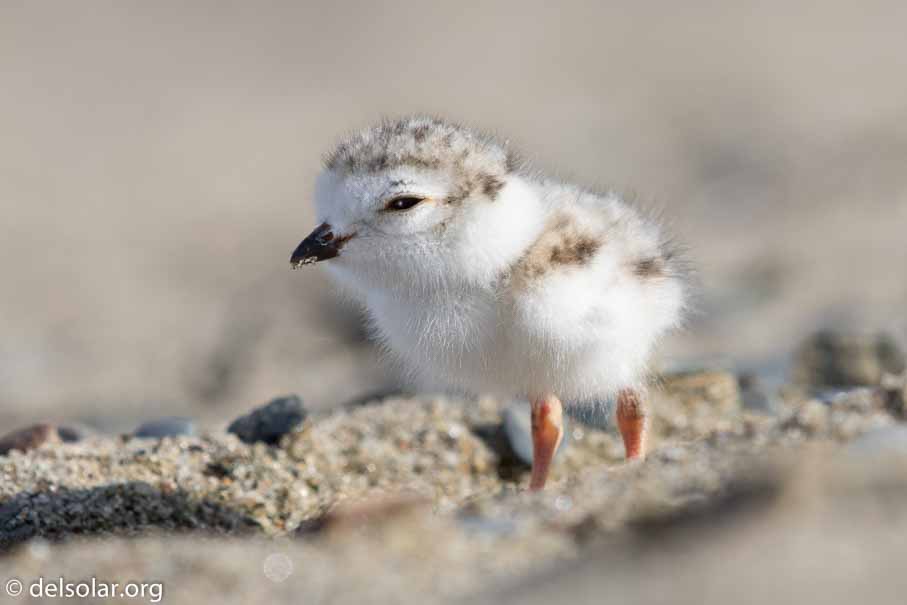 Canon EOS 7D Mark II  --  EF600mm f/4L IS II USM -- 1/800 sec at f / 7.1 -- ISO 200 -- 2/3 EV -- 