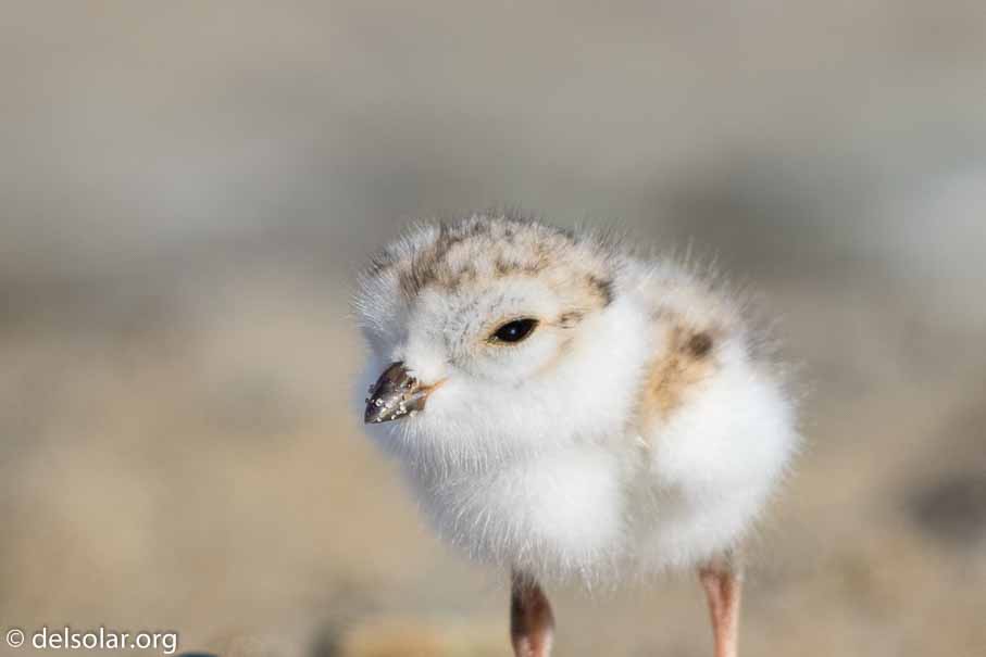 Canon EOS 7D Mark II  --  EF600mm f/4L IS II USM -- 1/800 sec at f / 7.1 -- ISO 200 -- 2/3 EV -- 