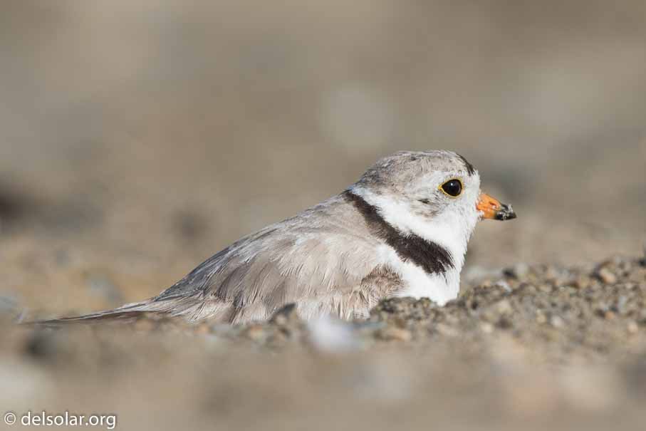 Canon EOS 7D Mark II  --  EF600mm f/4L IS II USM -- 1/1250 sec at f / 7.1 -- ISO 200 -- 2/3 EV -- 