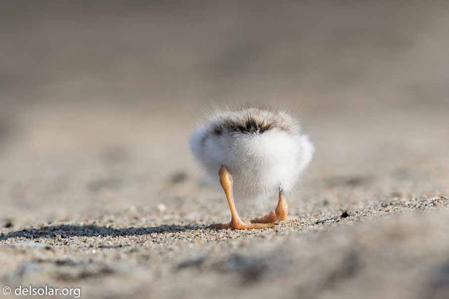 Canon EOS 7D Mark II  --  EF600mm f/4L IS II USM -- 1/800 sec at f / 7.1 -- ISO 200 -- 2/3 EV -- 