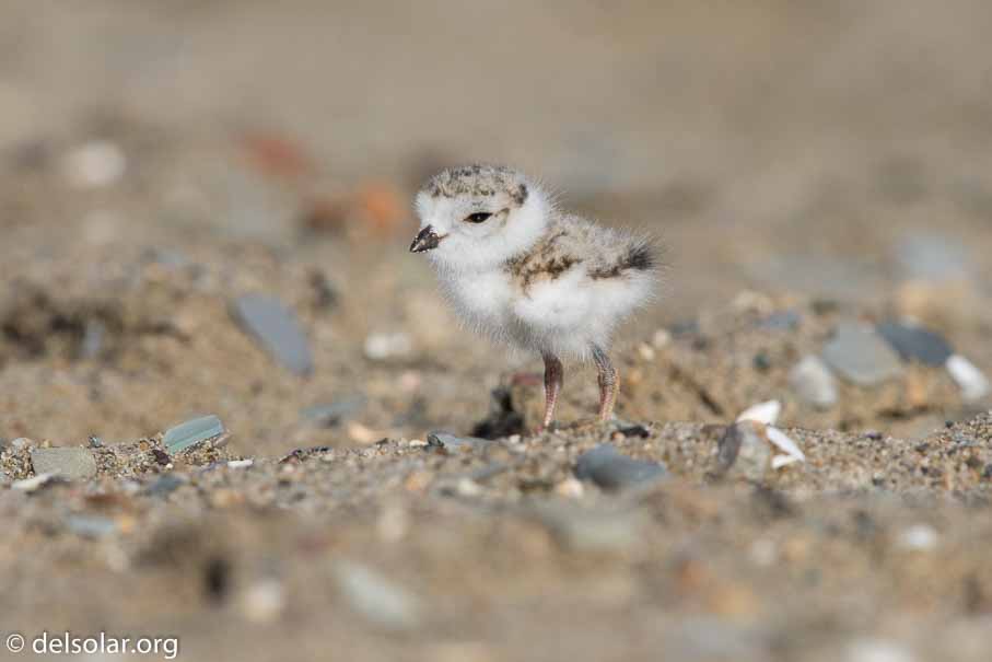 Canon EOS 7D Mark II  --  EF600mm f/4L IS II USM -- 1/1250 sec at f / 7.1 -- ISO 200 -- 2/3 EV -- 