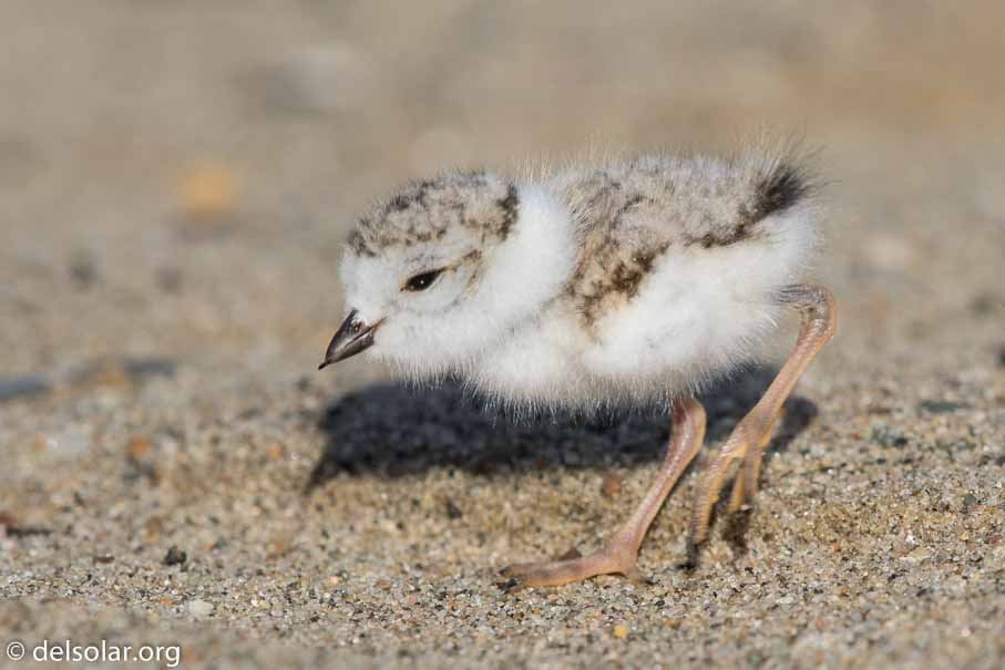 Canon EOS 7D Mark II  --  EF600mm f/4L IS II USM -- 1/1000 sec at f / 7.1 -- ISO 200 -- 2/3 EV -- 