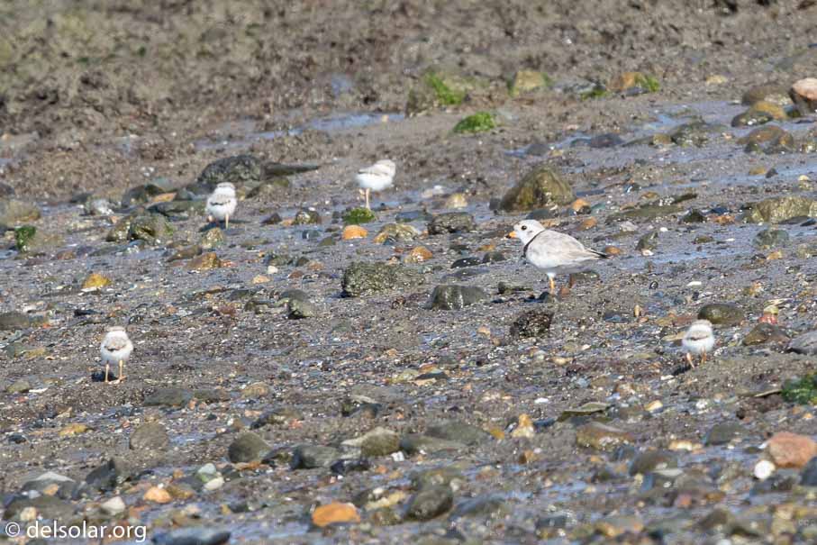 Canon EOS 7D Mark II  --  EF600mm f/4L IS II USM -- 1/320 sec at f / 9.0 -- ISO 200 -- 2/3 EV -- 