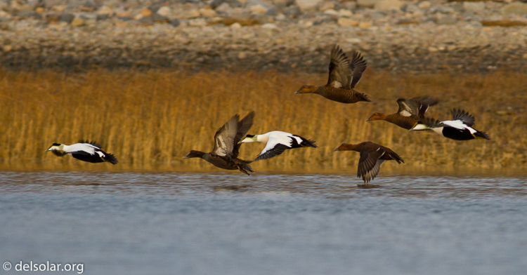 Canon EOS 7D  --  400 mm  --  EF400mm f/5.6L USM  