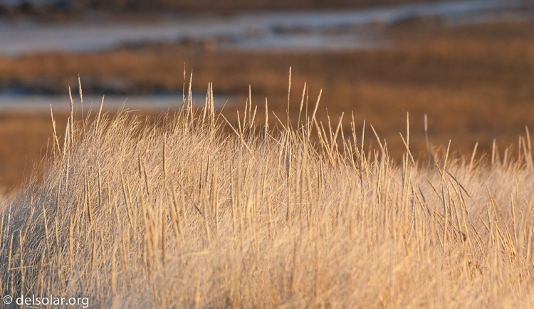 Canon EOS 5D Mark II  --  500 mm  --  EF500mm f/4L IS USM  