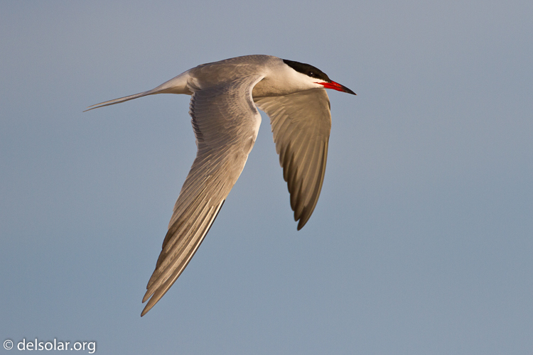 Canon EOS 7D  --  500 mm  --  EF500mm f/4L IS USM  