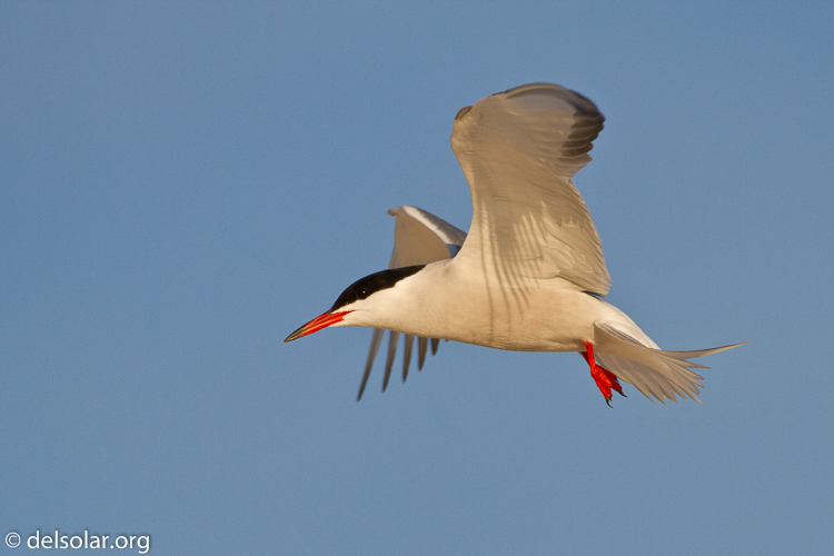 Canon EOS 7D  --  500 mm  --  EF500mm f/4L IS USM  