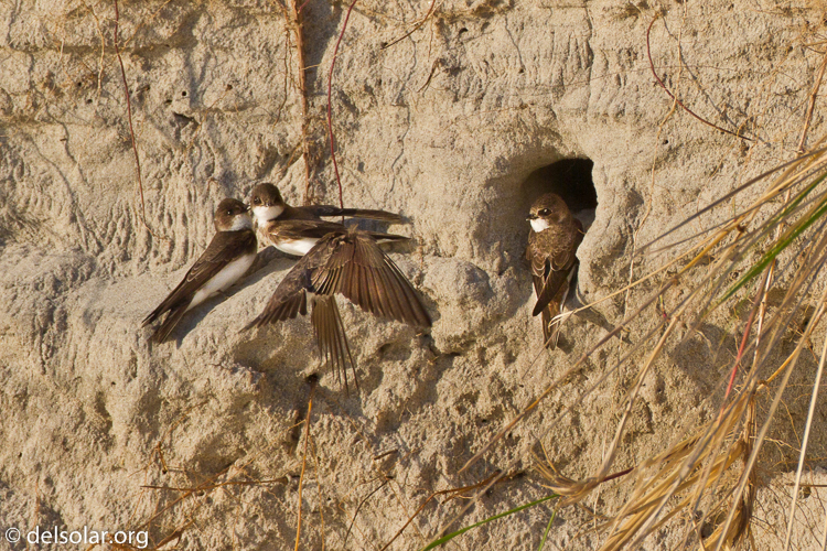 Canon EOS 7D  --  500 mm  --  EF500mm f/4L IS USM  