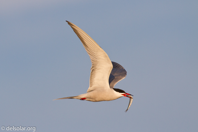 Canon EOS 7D  --  500 mm  --  EF500mm f/4L IS USM  