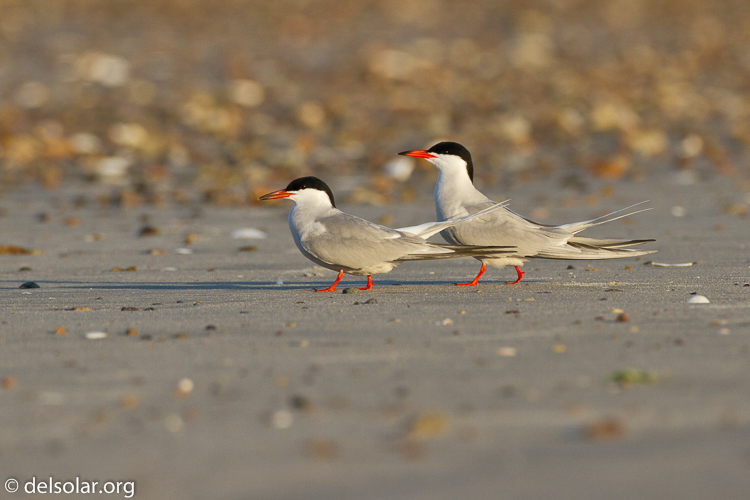 Canon EOS 7D  --  500 mm  --  EF500mm f/4L IS USM  