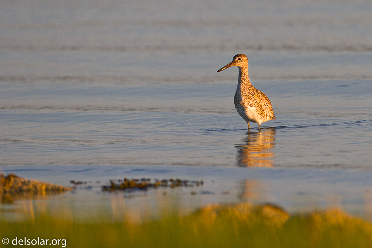 Canon EOS 7D  --  500 mm  --  EF500mm f/4L IS USM  