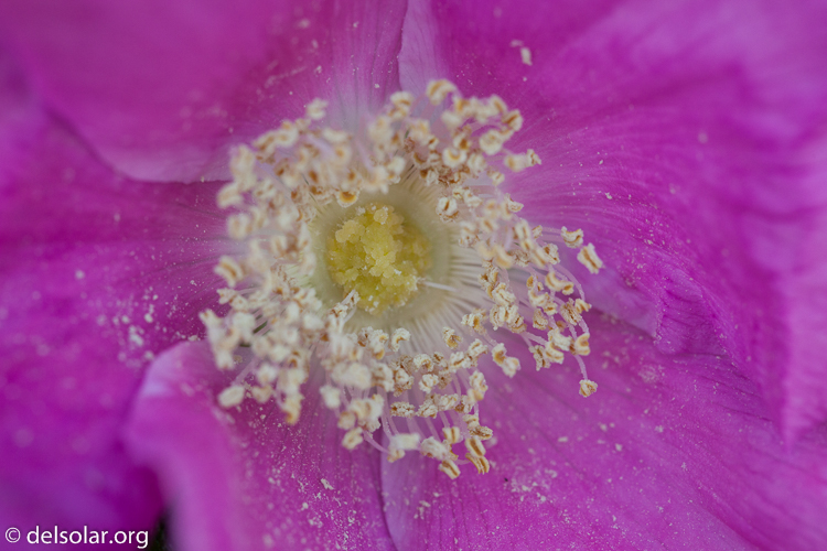 Canon EOS 5D Mark II  --  100 mm  --  EF100mm f/2.8 Macro USM  