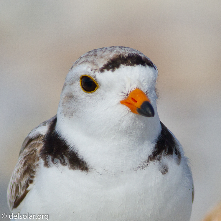 Canon EOS 7D  --  400 mm  --  EF400mm f/5.6L USM  