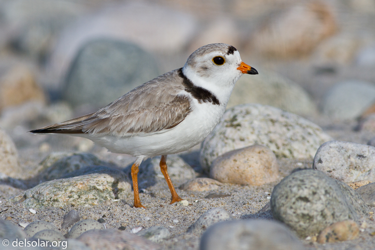 Canon EOS 7D  --  400 mm  --  EF400mm f/5.6L USM  