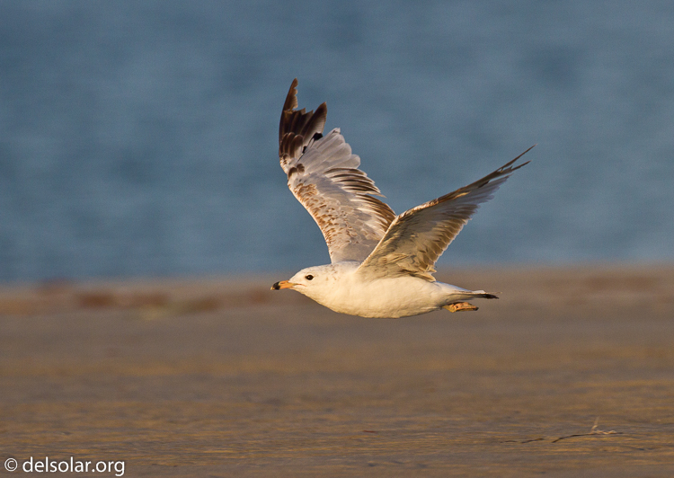 Canon EOS 7D  --  500 mm  --  EF500mm f/4L IS USM  