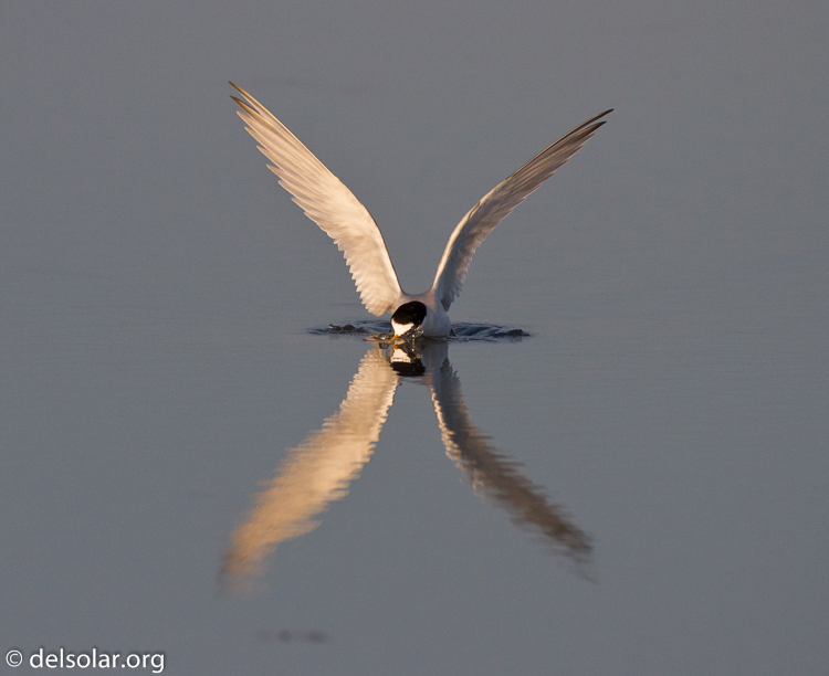 Canon EOS 7D  --  500 mm  --  EF500mm f/4L IS USM  