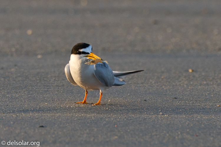 Canon EOS 7D  --  500 mm  --  EF500mm f/4L IS USM  