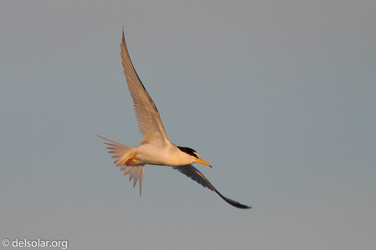 Canon EOS 7D  --  500 mm  --  EF500mm f/4L IS USM  