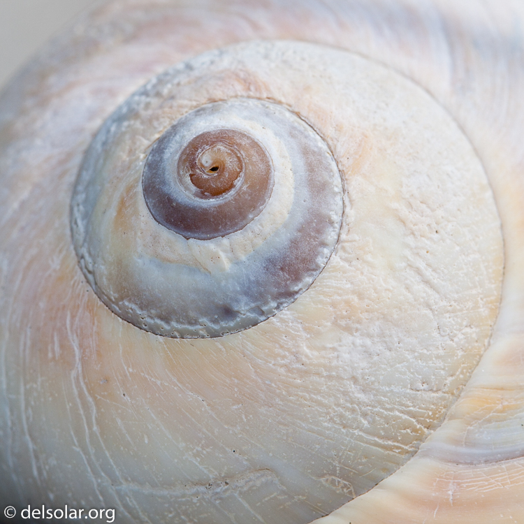 Canon EOS 5D Mark II  --  100 mm  --  EF100mm f/2.8 Macro USM  