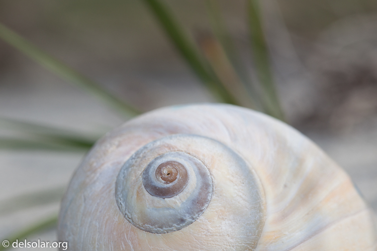 Canon EOS 5D Mark II  --  100 mm  --  EF100mm f/2.8 Macro USM  