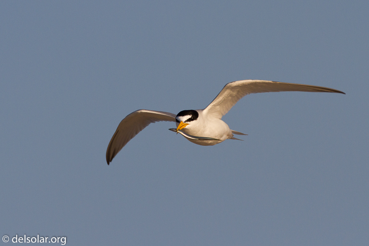 Canon EOS 7D  --  500 mm  --  EF500mm f/4L IS USM  