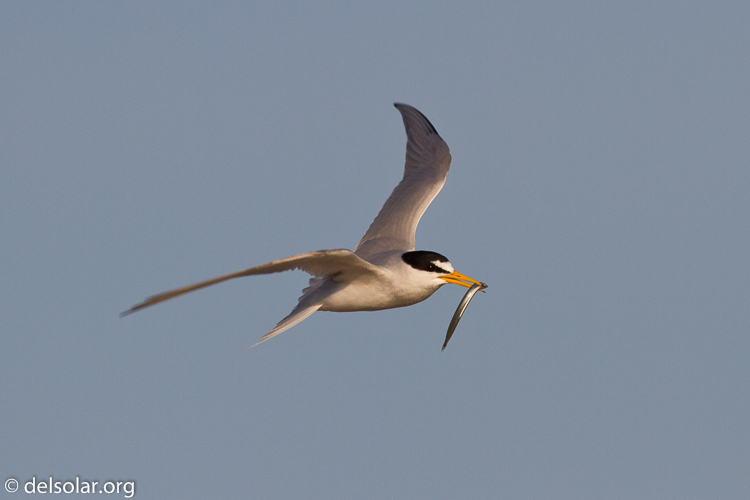 Canon EOS 7D  --  500 mm  --  EF500mm f/4L IS USM  