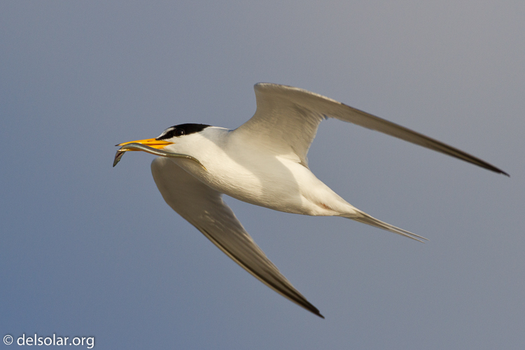 Canon EOS 7D  --  500 mm  --  EF500mm f/4L IS USM  