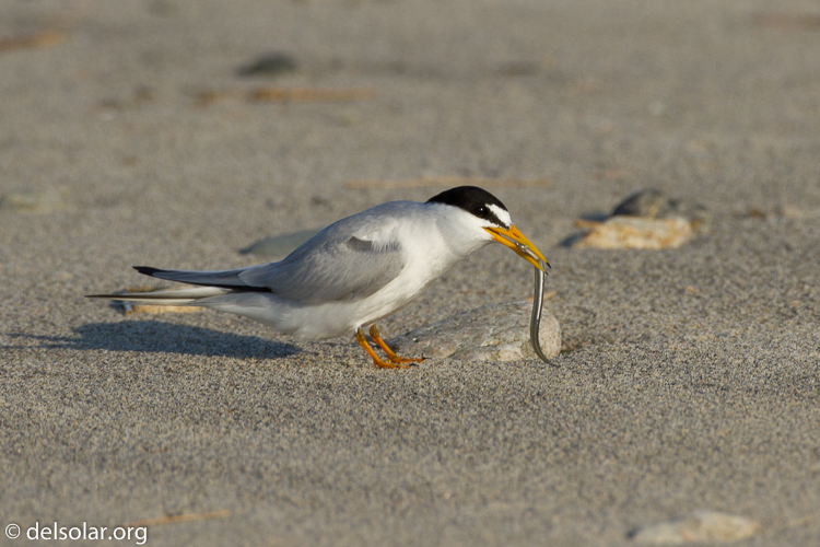 Canon EOS 7D  --  500 mm  --  EF500mm f/4L IS USM  