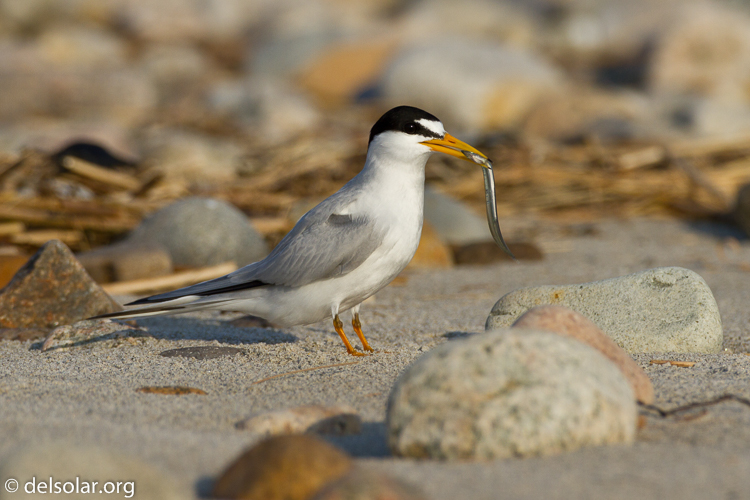 Canon EOS 7D  --  500 mm  --  EF500mm f/4L IS USM  