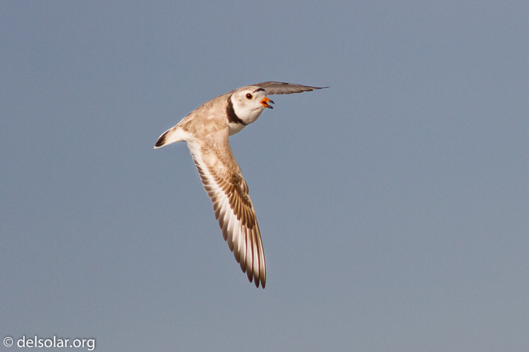 Canon EOS 7D  --  400 mm  --  EF400mm f/5.6L USM  