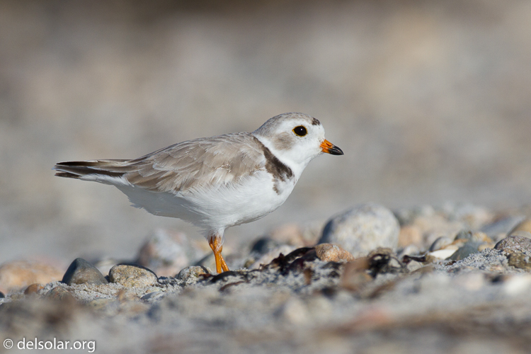 Canon EOS 7D  --  500 mm  --  EF500mm f/4L IS USM  