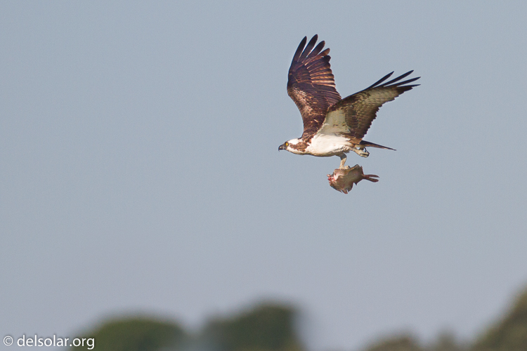 Canon EOS 7D  --  500 mm  --  EF500mm f/4L IS USM  