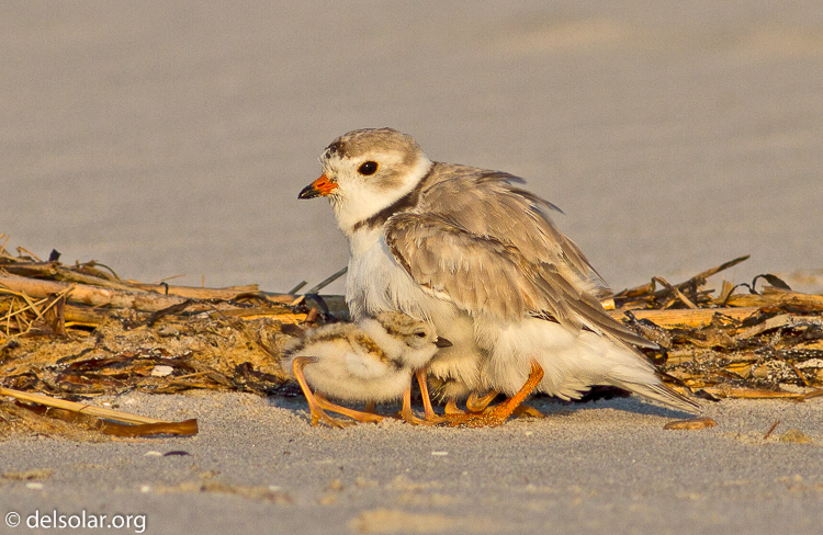 Canon EOS 7D  --  400 mm  --  EF400mm f/5.6L USM  